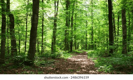 体验牌九游戏在线玩乐趣与高分对局技巧攻略