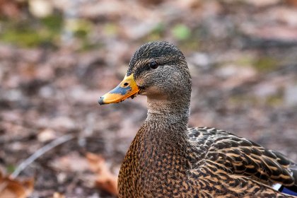 优发国际app新手注册与资金安全保障全解析