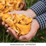 2025088期双色球开奖号码结果查询与公布 0n22o9