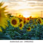 3频道直播精彩内容不容错过,敬请锁定实时观看 fowmks