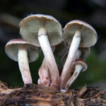 2025099期双色球开奖号码结果查询与公布 w7r75xj